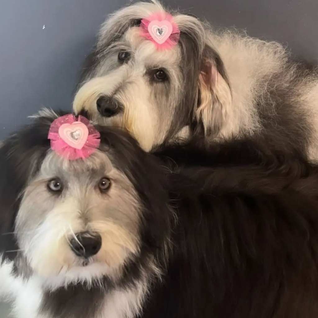Valentine's Bows