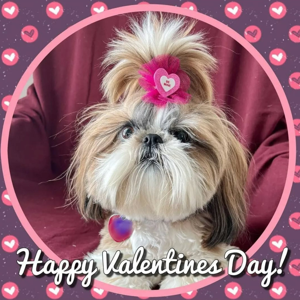 Valentine's Bows