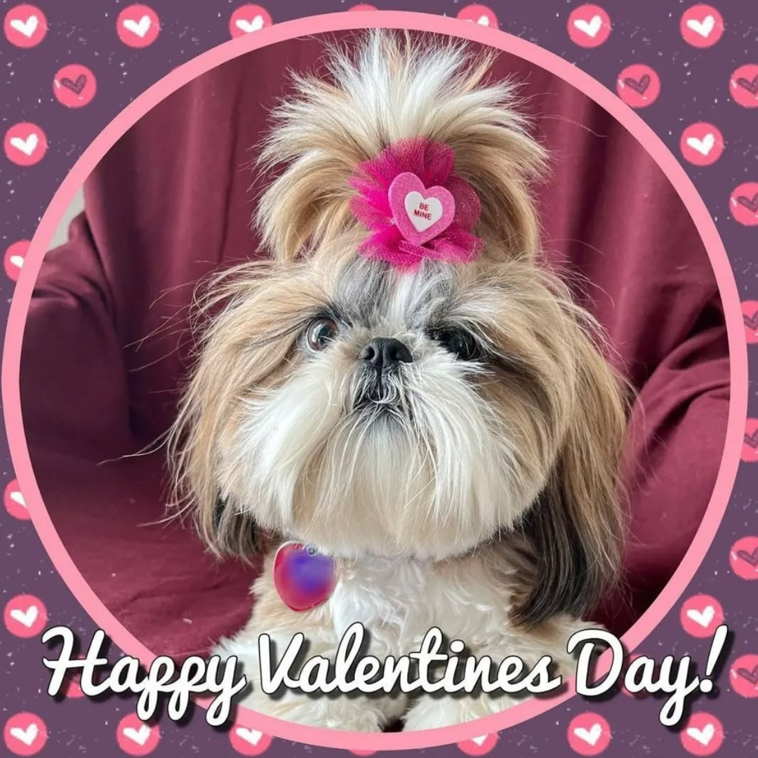 Valentine's Bows