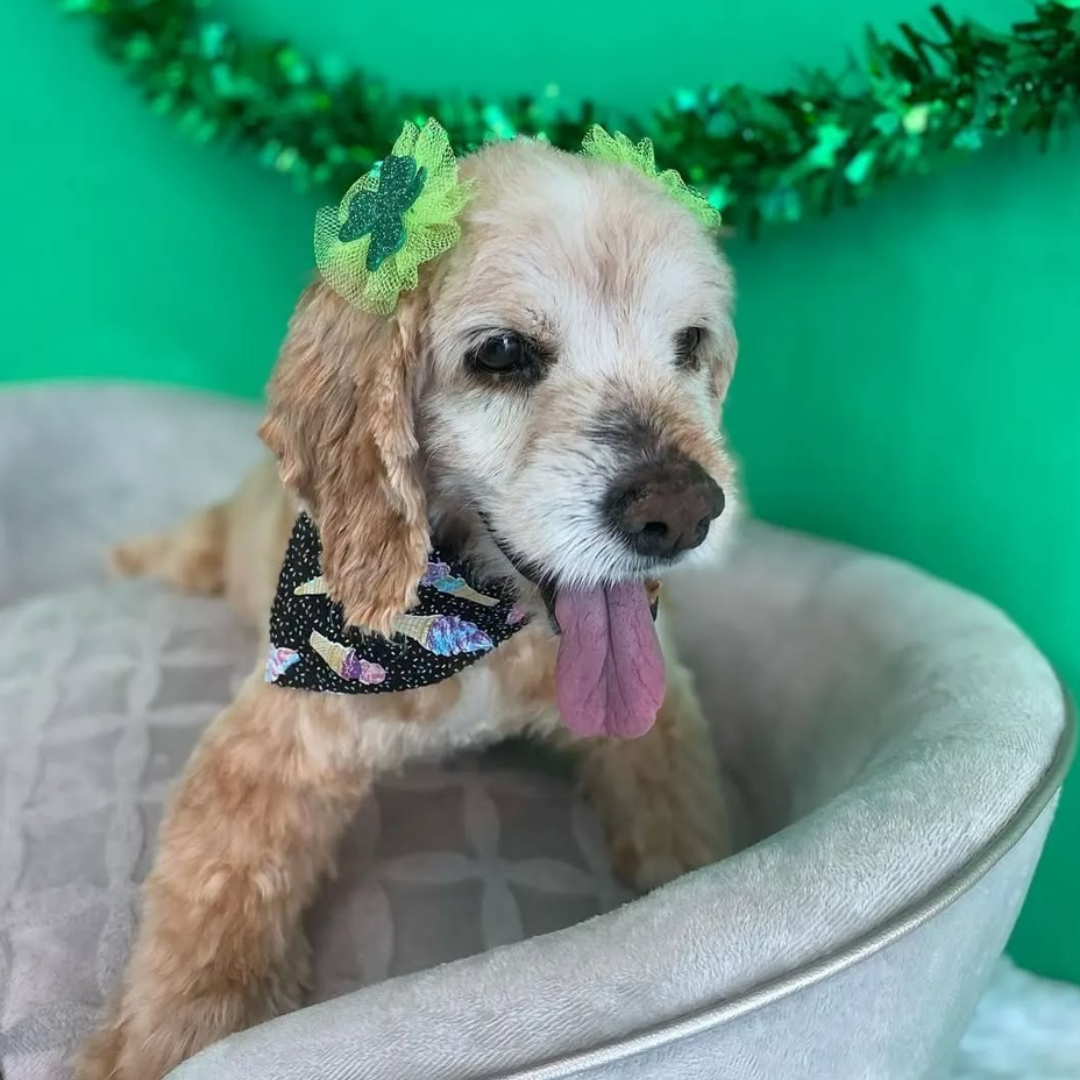 St. Patrick's Day Bows