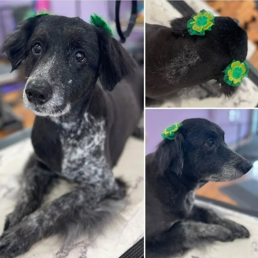 St. Patrick's Day Bows