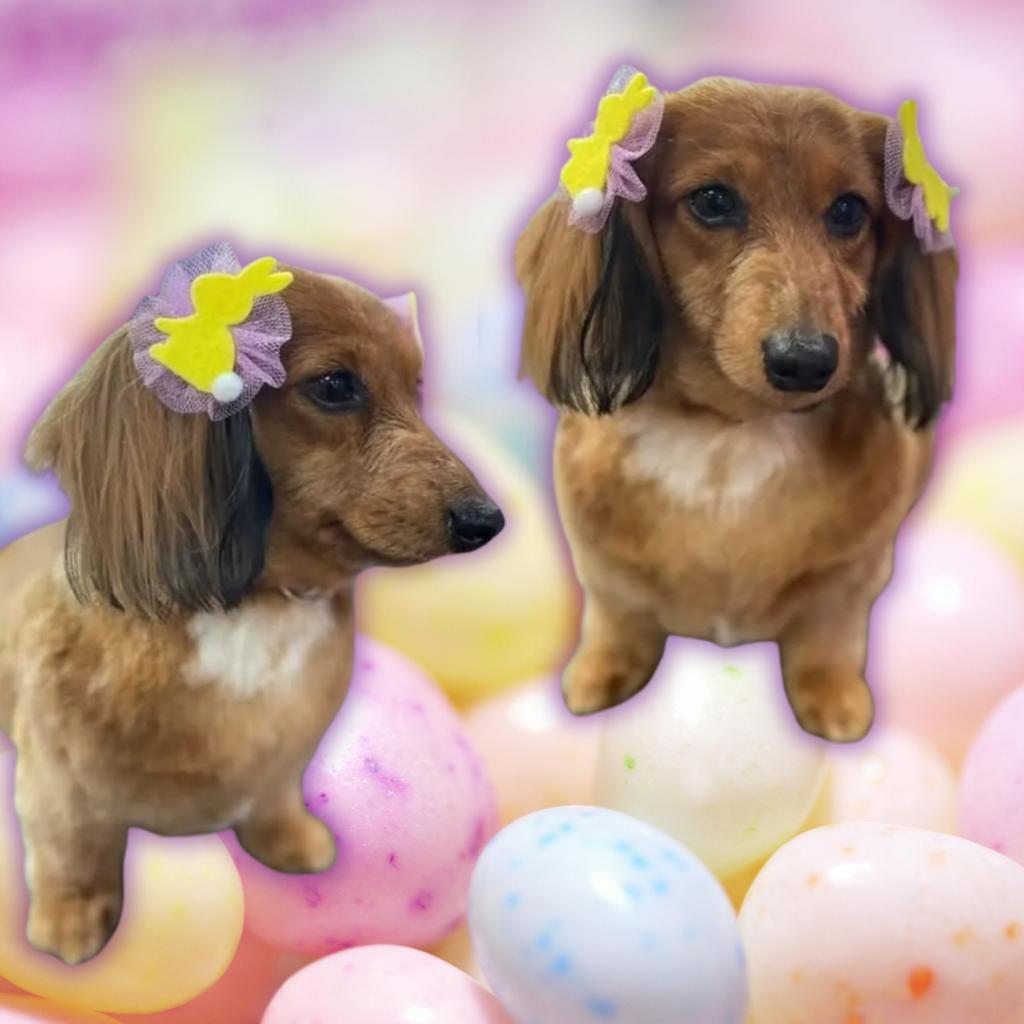 Easter Bows