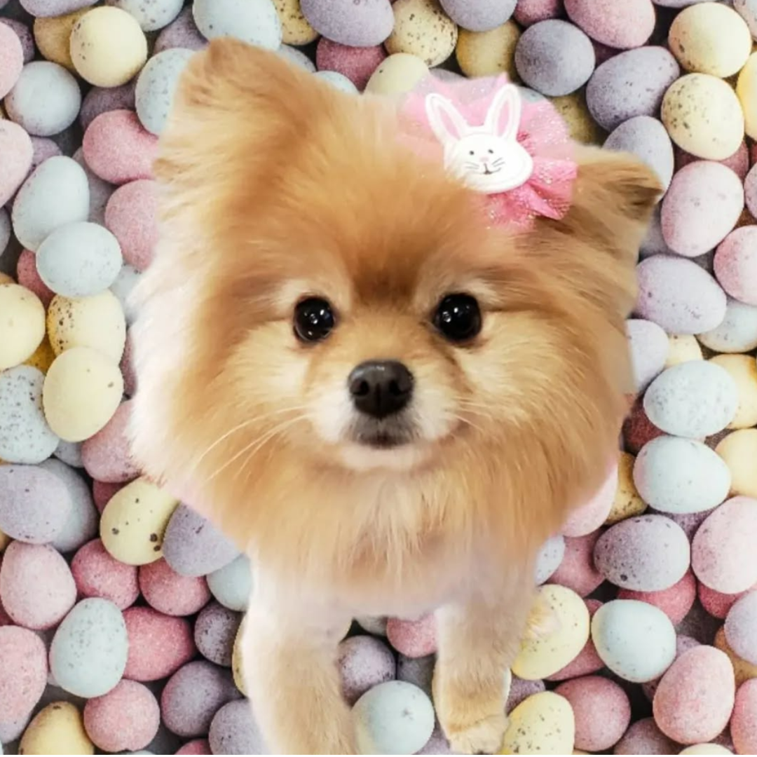 Easter Bows