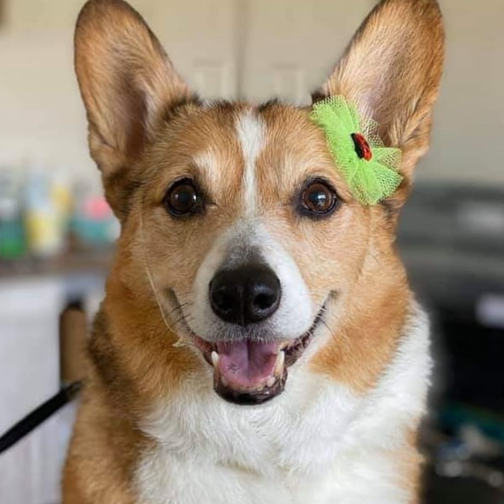 Lady Bug Bows
