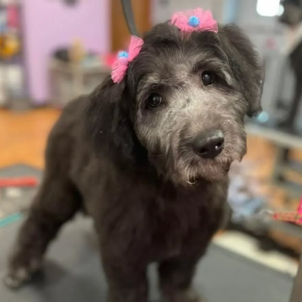 Pom Pom Bows