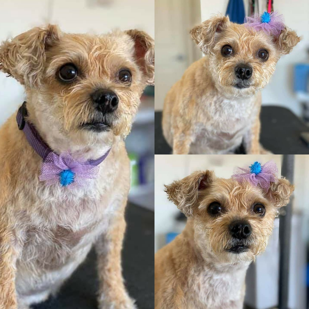 Pom Pom Bows