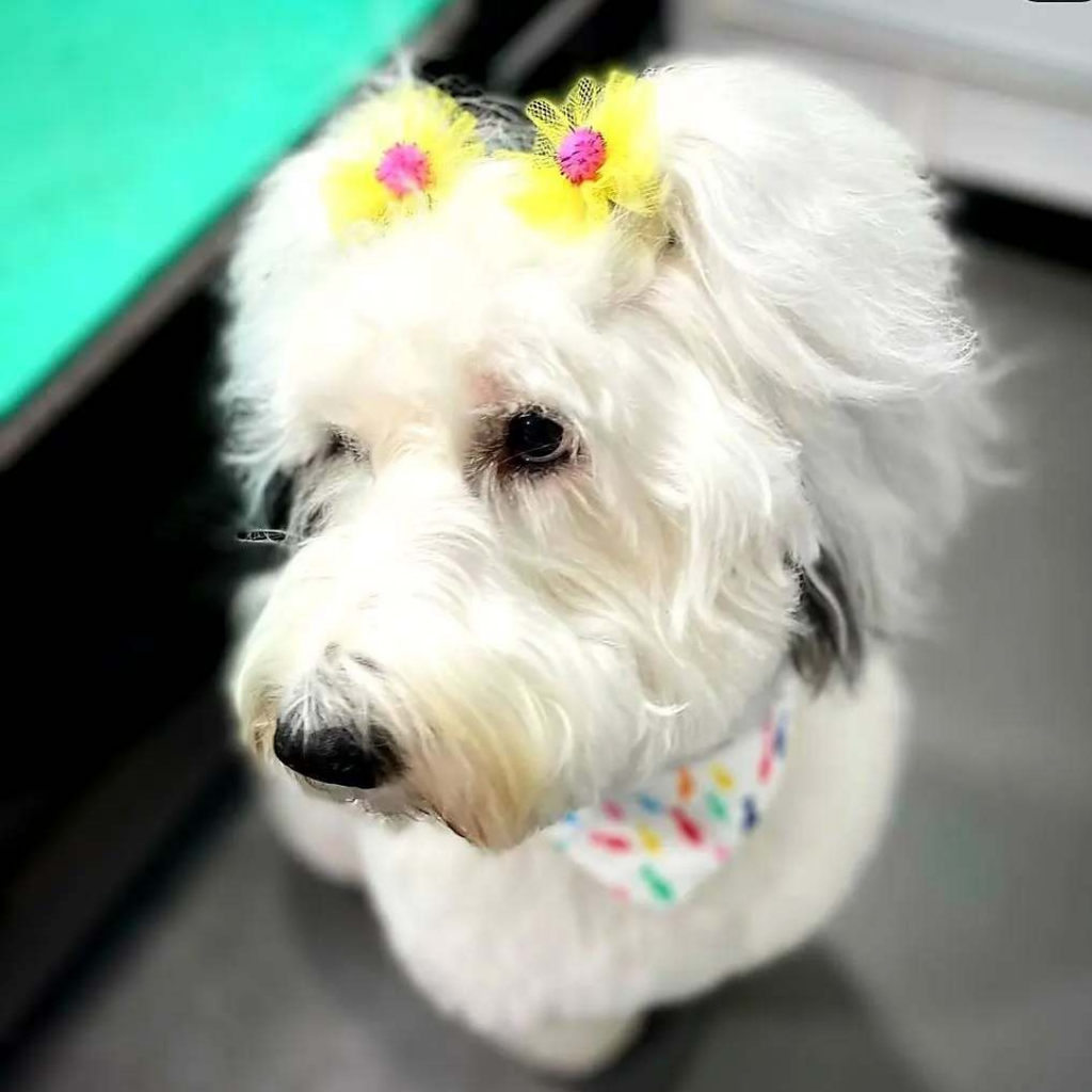 Pom Pom Bows
