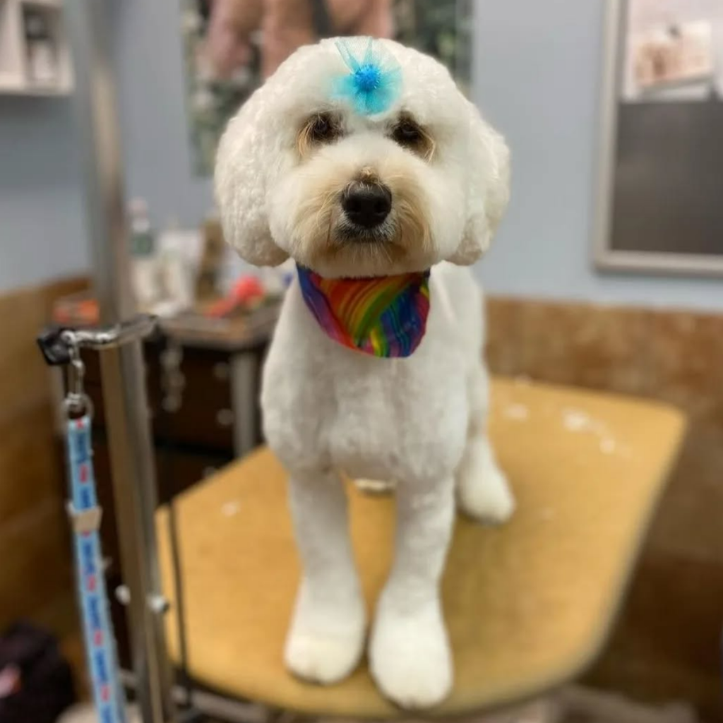 Pom Pom Bows