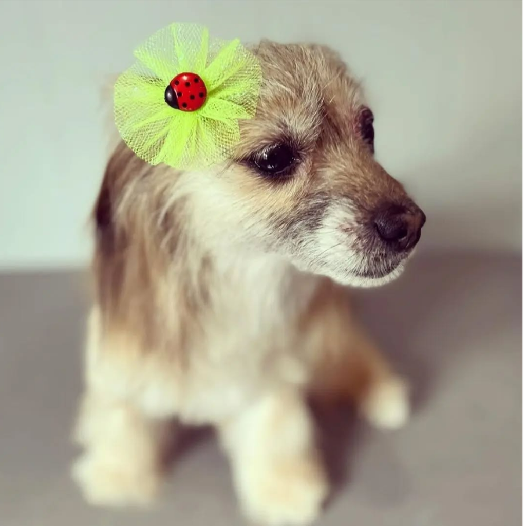 Lady Bug Bows