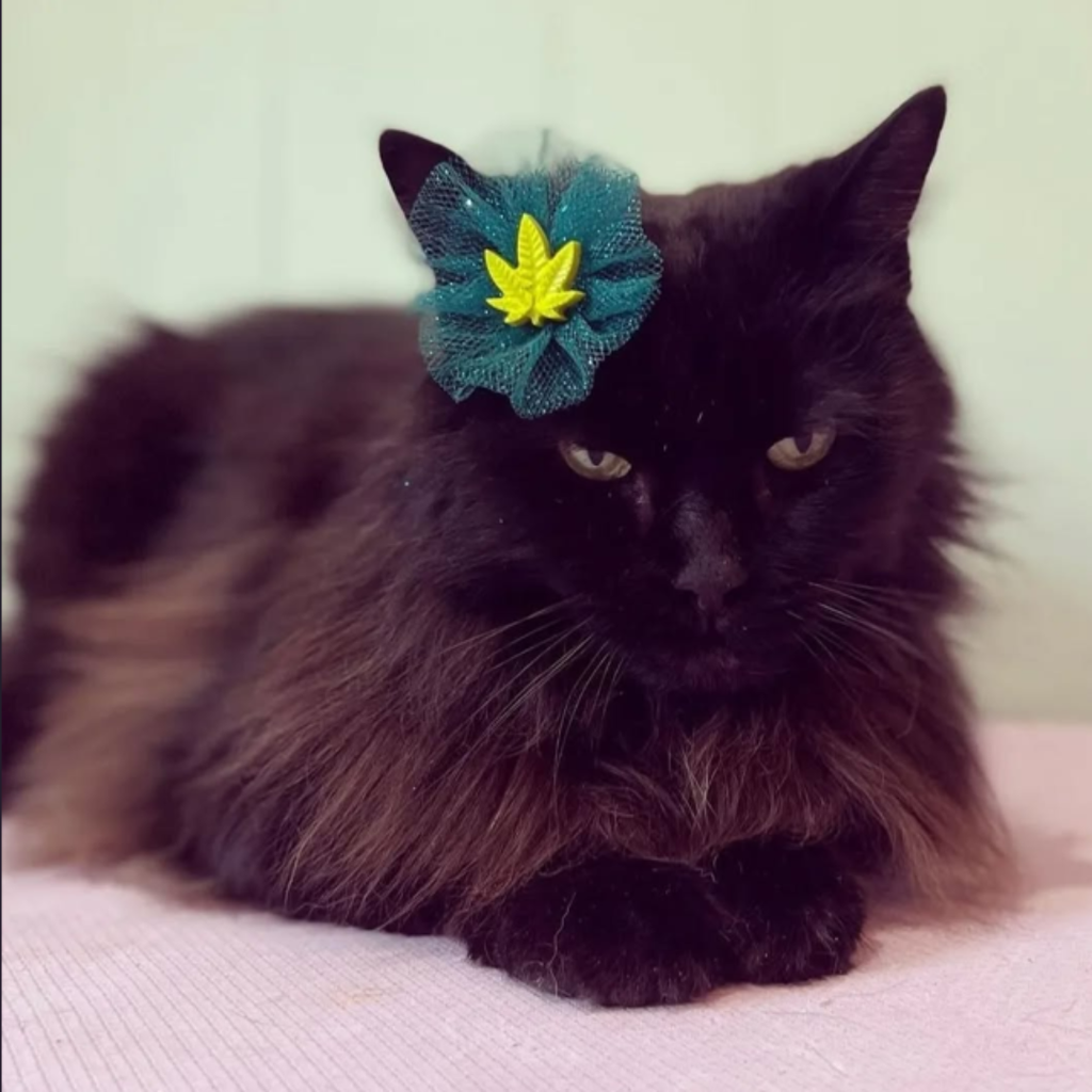 420 Canna Bows
