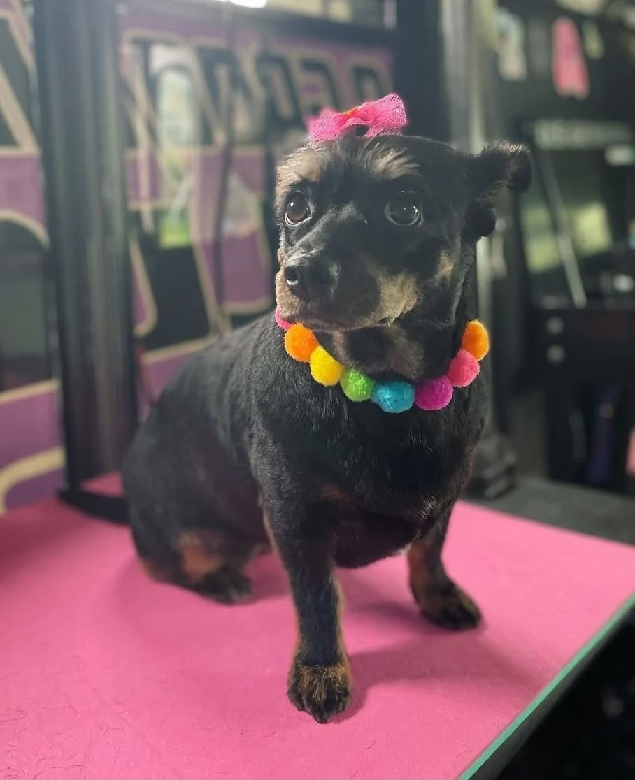 Pom Pom Collar