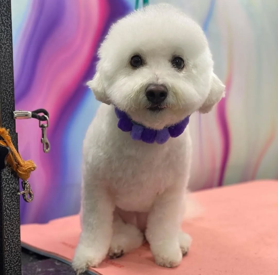 Pom Pom Collar