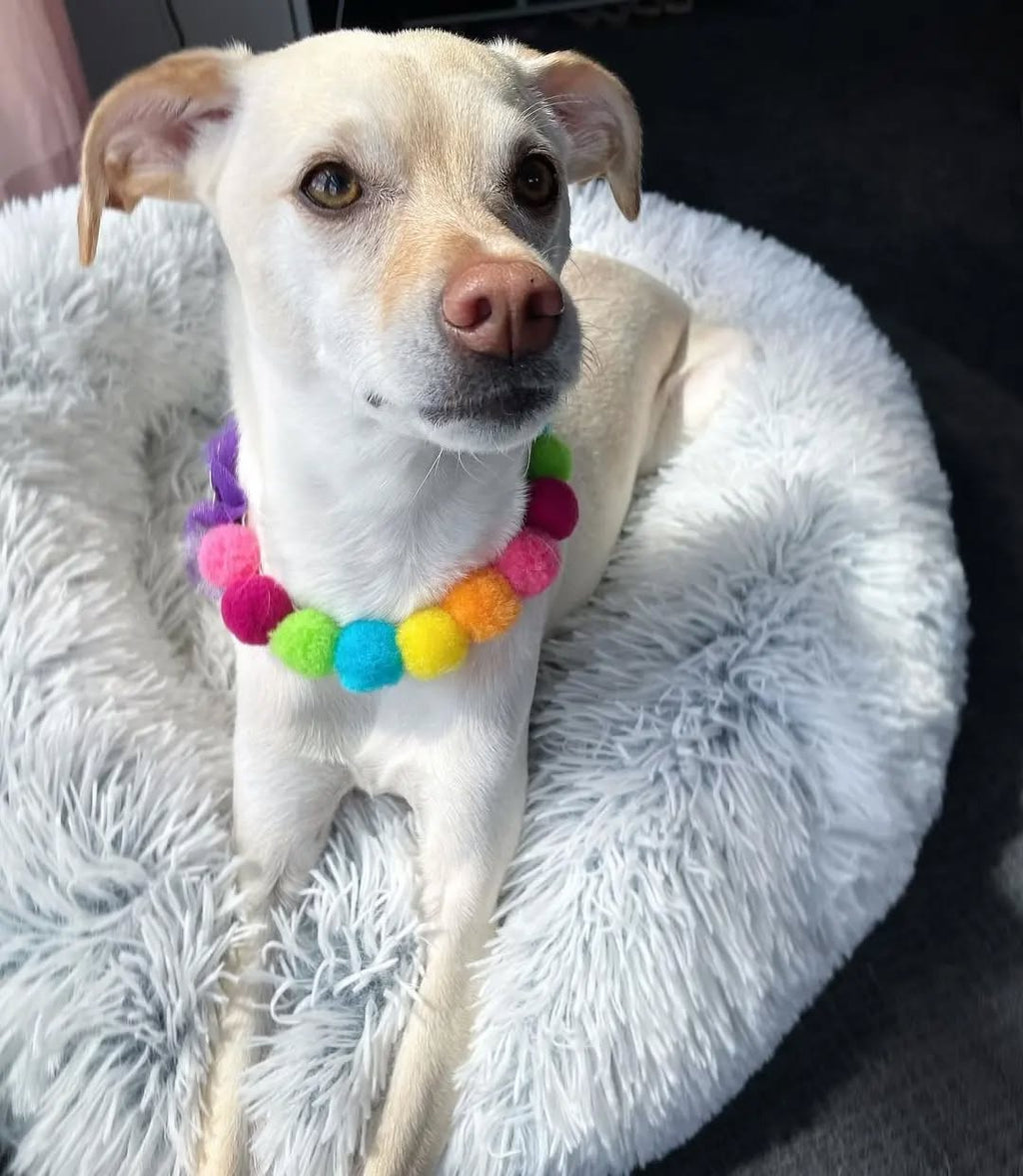 Pom Pom Collar