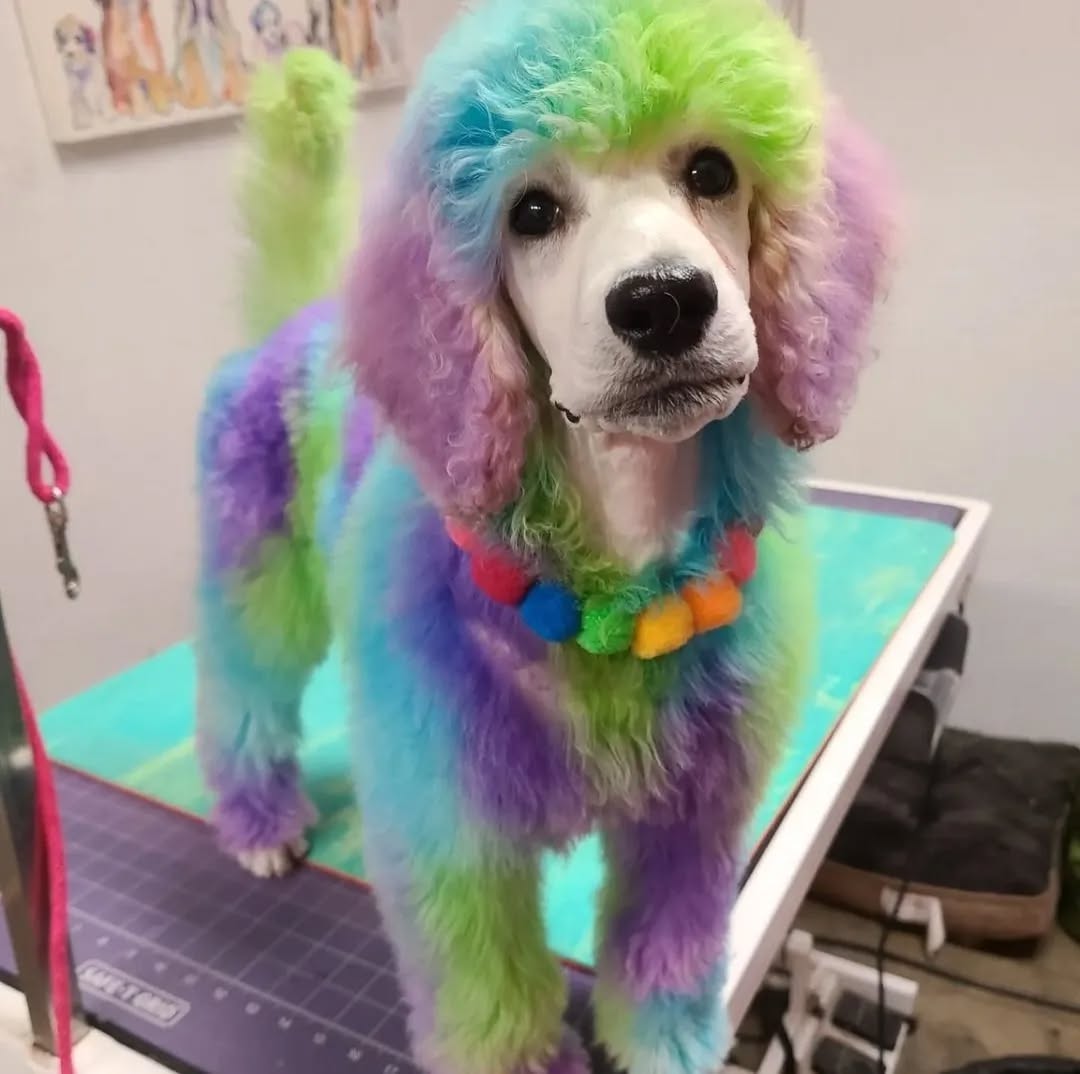 Pom Pom Collar