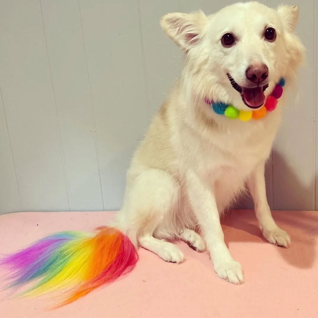 Pom Pom Collar