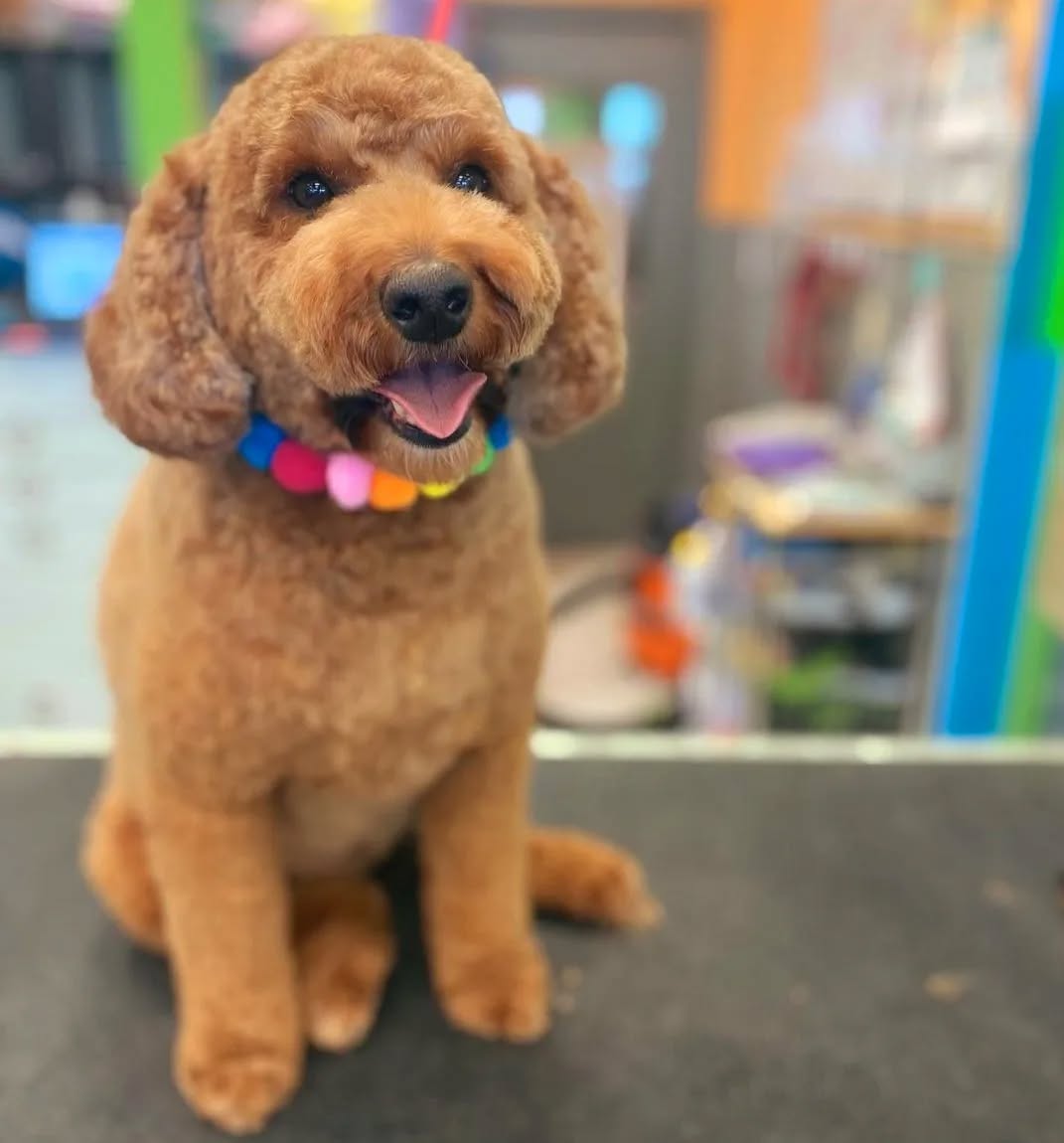 Pom Pom Collar