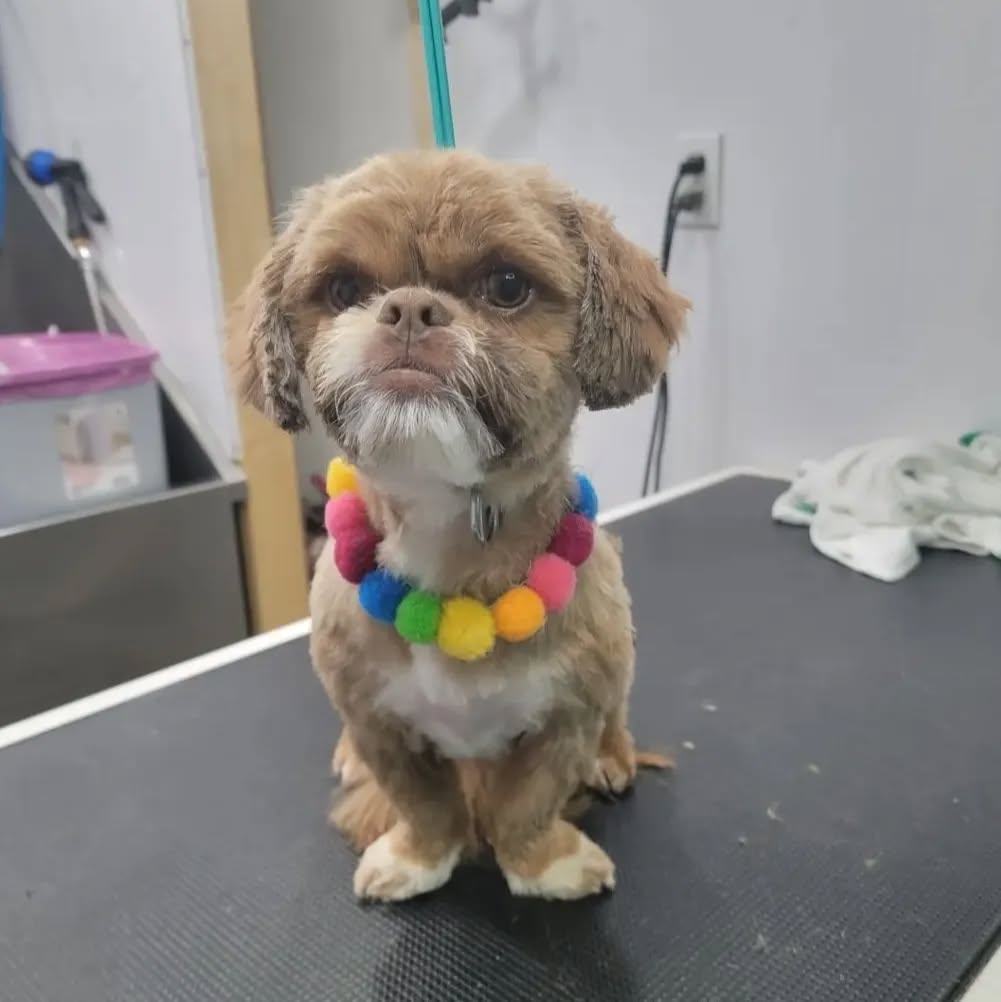 Pom Pom Collar