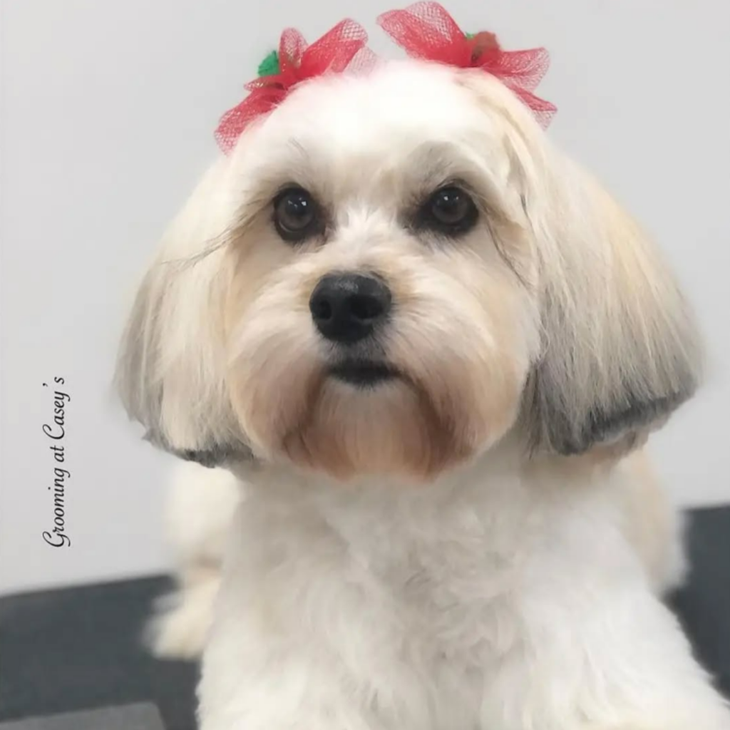 Christmas Bows