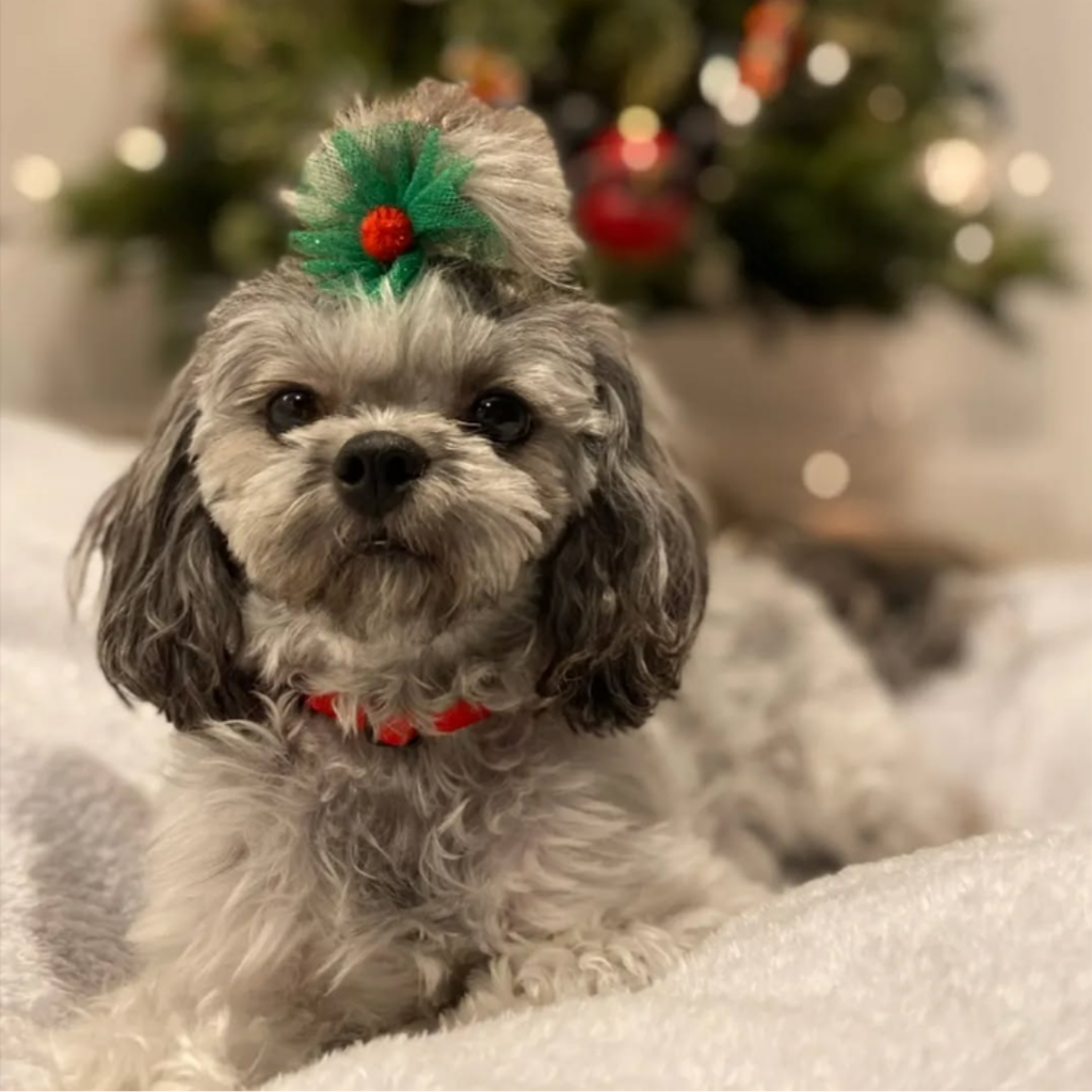 Christmas Bows