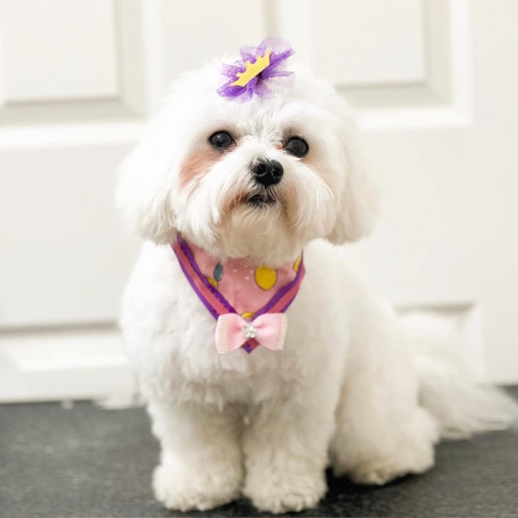 Crown Bows