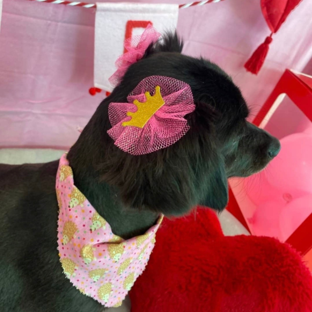 Crown Bows