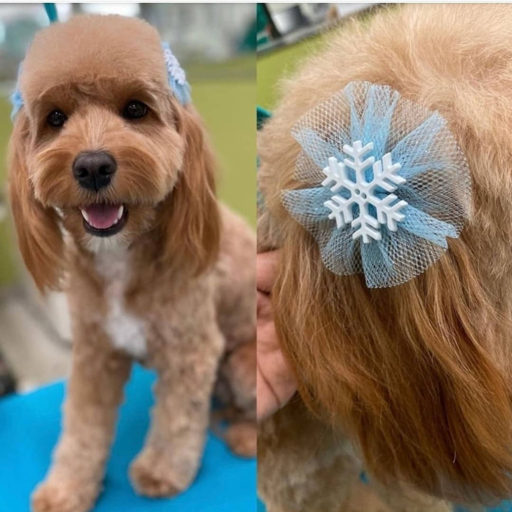 Winter Bows