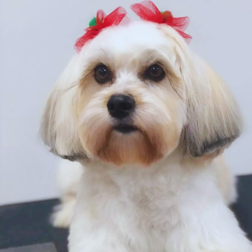 Christmas Pom Bows