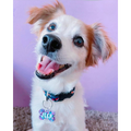 Custom Dog Tag